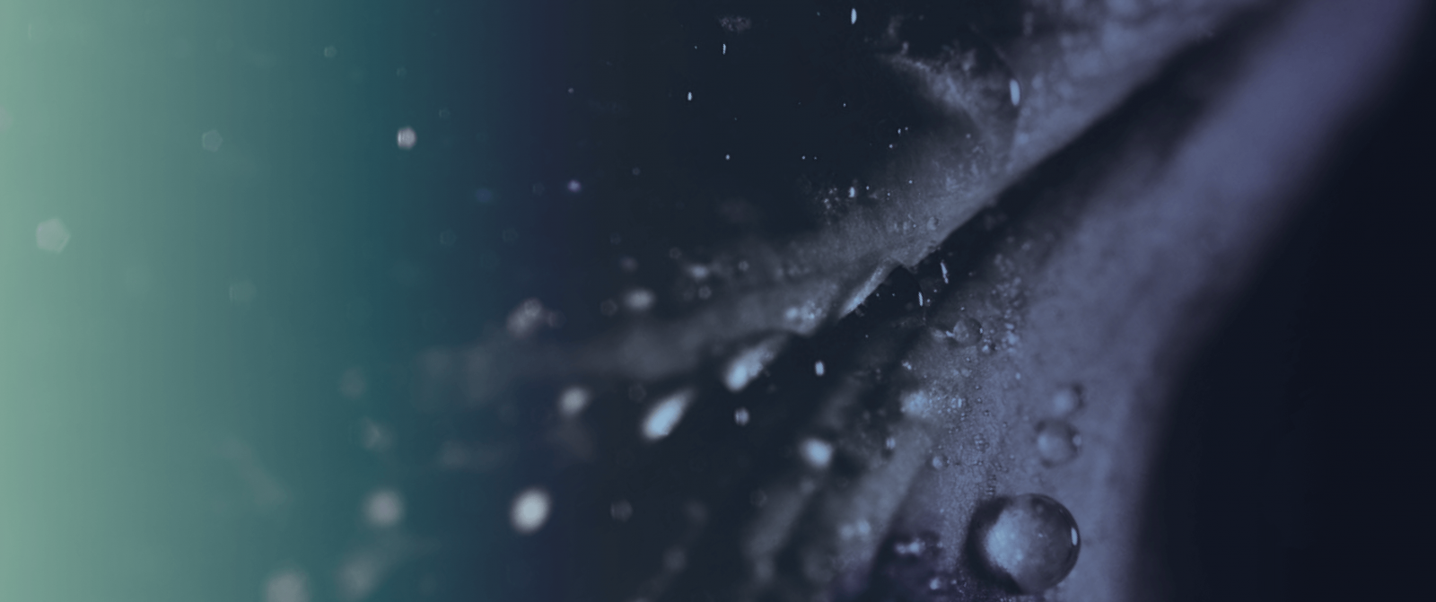 B2BROKER 首席执行官建议客户提防社交媒体诈骗