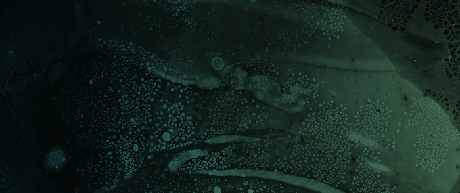 카르다노가 자체 스테이블코인 출시를 눈앞에 두고 있다